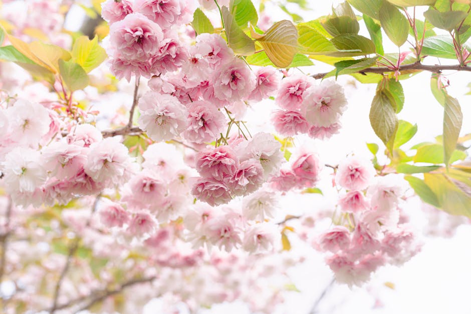 Close-up view of cherry blossom branches with clusters of pink and white ruffled petals, accompanied by fresh green leaves. The flowers are in full bloom, showcasing delicate petals with a soft textur