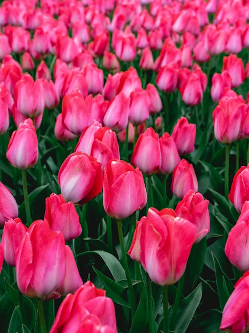 A dense field of pink tulips with closed petals and vibrant green leaves, growing closely together in natural sunlight. The tulips are arranged in a natural, outdoor setting, with some petals showing 