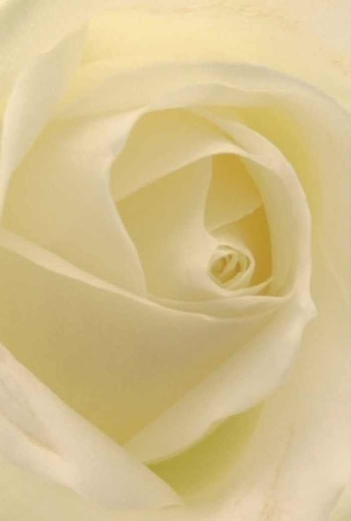 Up close, this classic white rose offers a study in tranquility, the very essence of Holland Park's peaceful charm. Each petal blends shades of ivory and cream with natural, graceful ease, illuminated by soft morning light that seems to glow from within. The intricate layering and spiraled core evoke a sense of quiet resilience and purity-the kind of enduring beauty one finds wandering the tree-lined lanes off Campden Hill Road. As a local florist, I see this rose as a quintessential choice for meaningful occasions: an elegant centrepiece for a wedding reception, a poignant tribute in times of sympathy, or even a romantic gesture among neighbours. The subtle shadows traversing the rose's folds add depth, elevating its natural allure, while the scent remains clean and understated-a serene note that lingers quietly in the air. Each bloom is carefully tended and hand-arranged, a living embodiment of Holland Park's refined grace and thoughtful community spirit-a gesture as appropriate for a celebratory gathering as for a moment of heartfelt apology or remembrance.